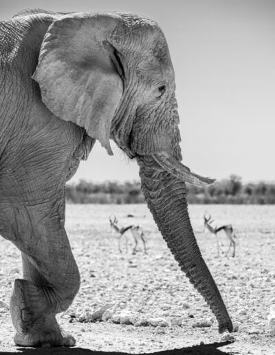 Etosha national park namibia elefant