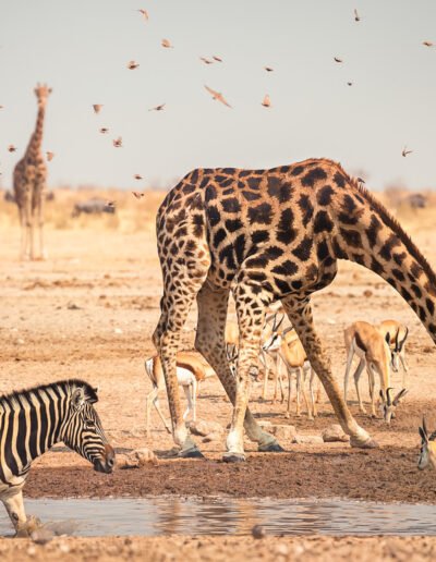 Giraffe e zebre etosha national park