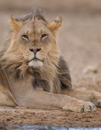 leone etosha national park namibia